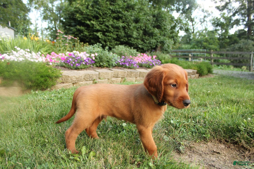 Irish Setter dogs for sale: Franklin - Image 4
