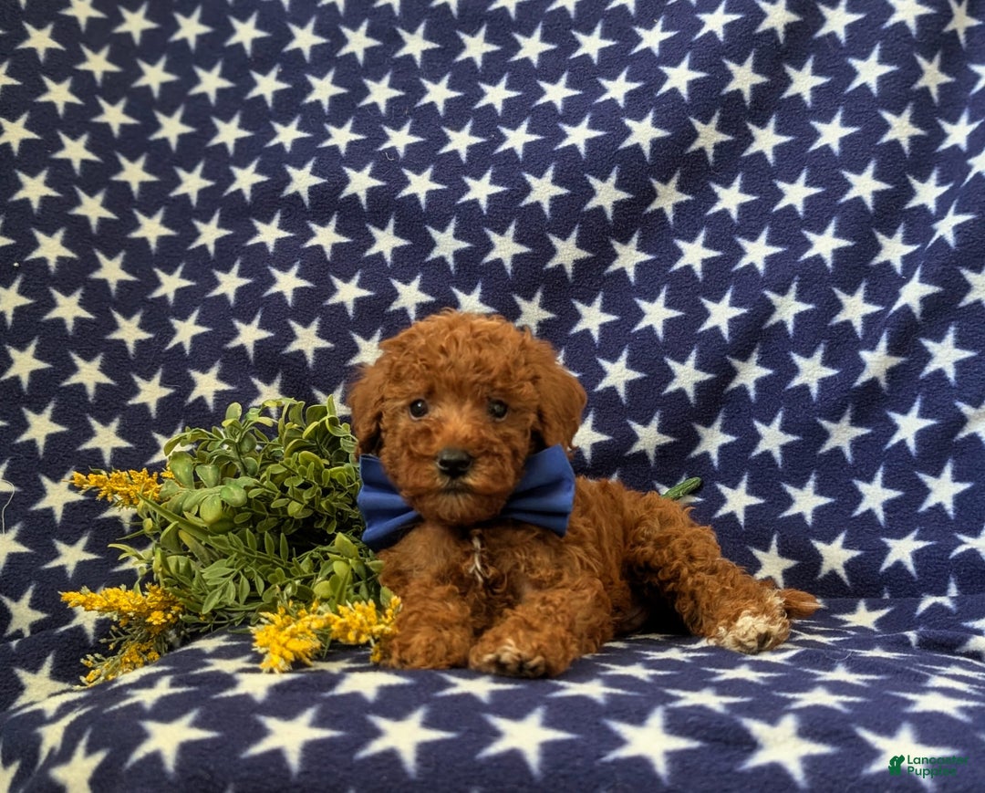 Mini Goldendoodle dogs for sale: Keefer Genetic Testing - Image 6
