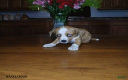 Chihuahua dogs for sale: George - Image 3