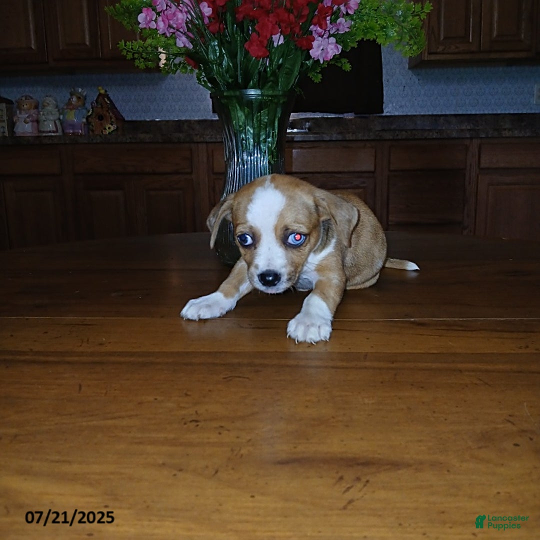 Chihuahua dogs for sale: George - Image 3
