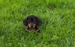 Miniature Dachshund dogs for sale: Miniature Dachshund 4 puppies - Image 15