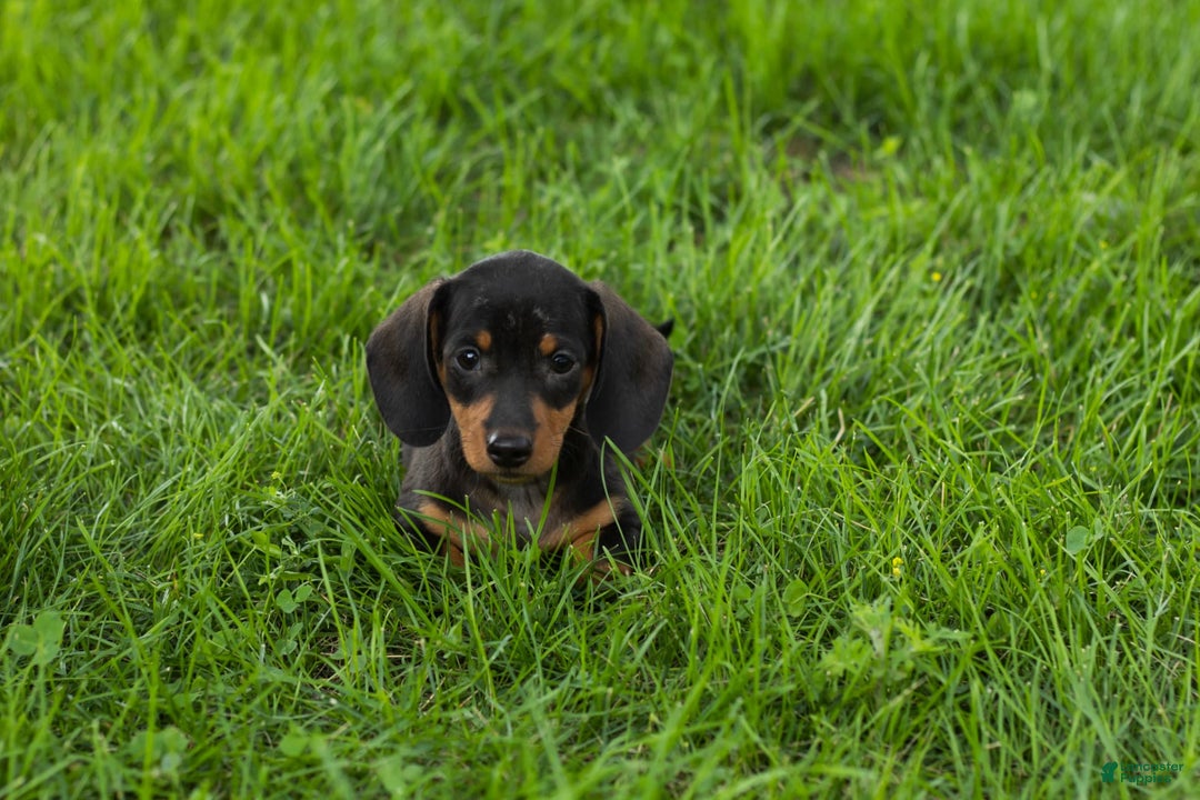 Miniature Dachshund dogs for sale: Miniature Dachshund 4 puppies - Image 15