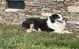 Australian Shepherd dogs for sale: Jojo - Image 22