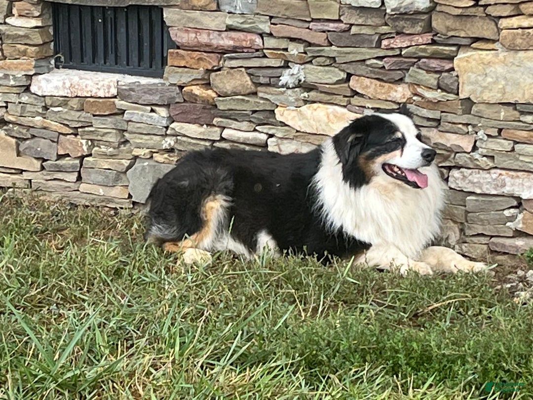 Australian Shepherd dogs for sale: Jojo - Image 22