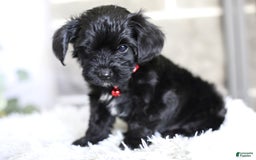 Yorkiepoo dogs for sale: Button - Image 7