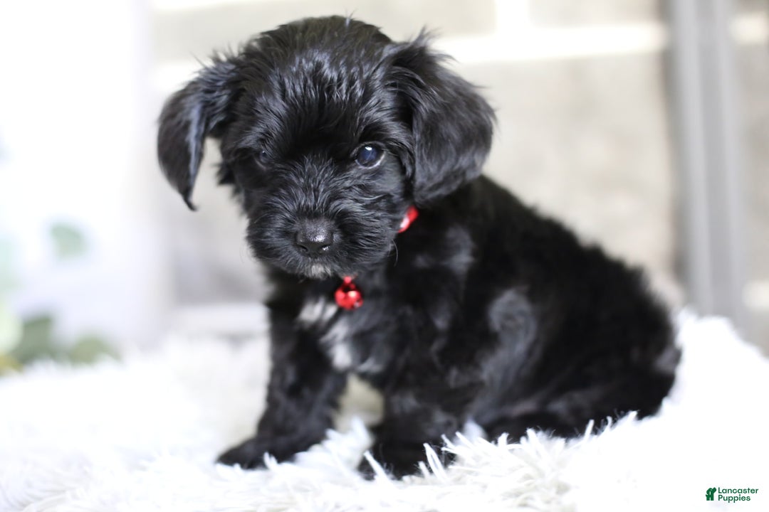 Yorkiepoo dogs for sale: Button - Image 7