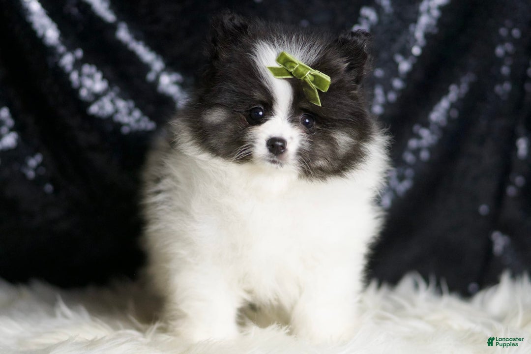 Pomeranian dogs for sale: Bingo - Image 6