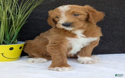 Goldendoodle dogs for sale: Mikey - Image 20