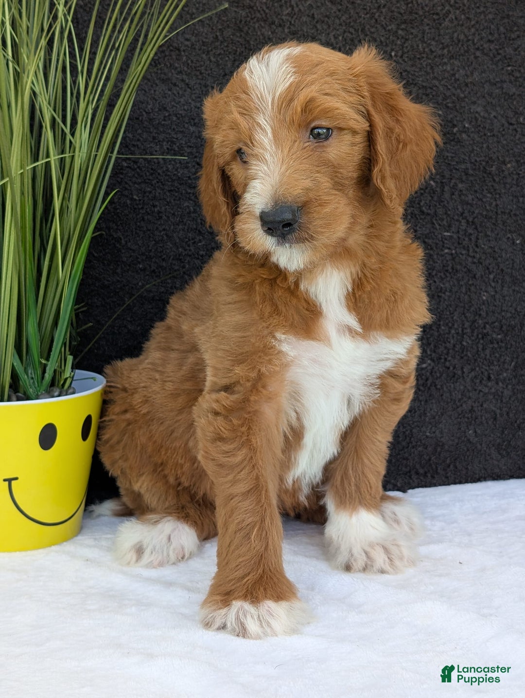 Goldendoodle dogs for sale: Mikey - Image 20