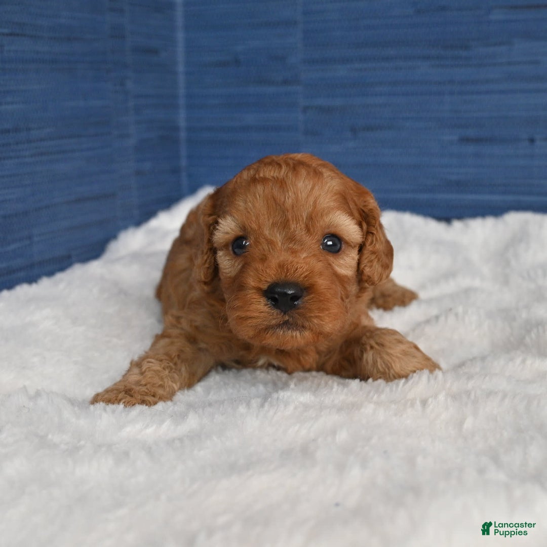 Cavapoo dogs for sale: Cavapoo 6 puppies - Image 16
