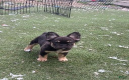 French Bulldog dogs for sale: Coco - Image 3