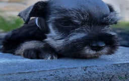 Miniature Schnauzer dogs for sale: Quill - Image 8