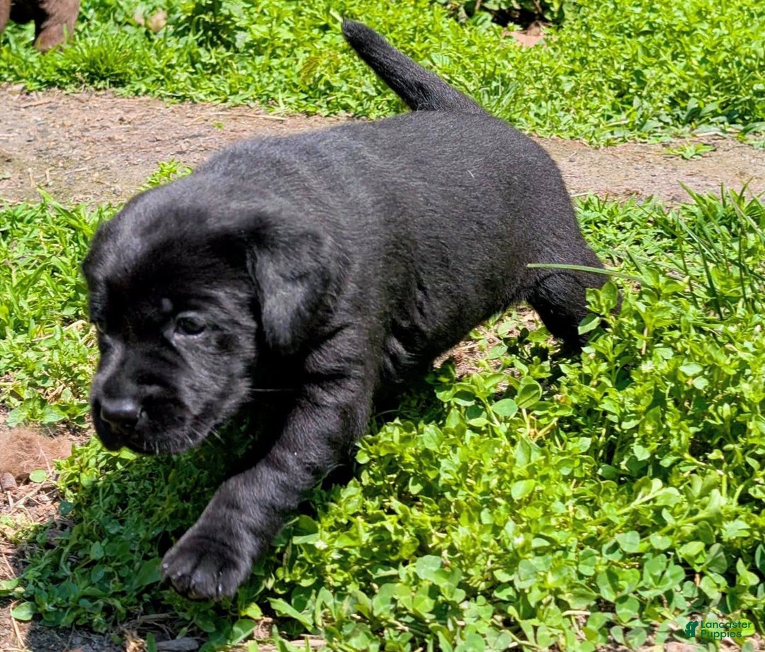 Labrador Retriever dogs for sale: Ahsoka - Image 4