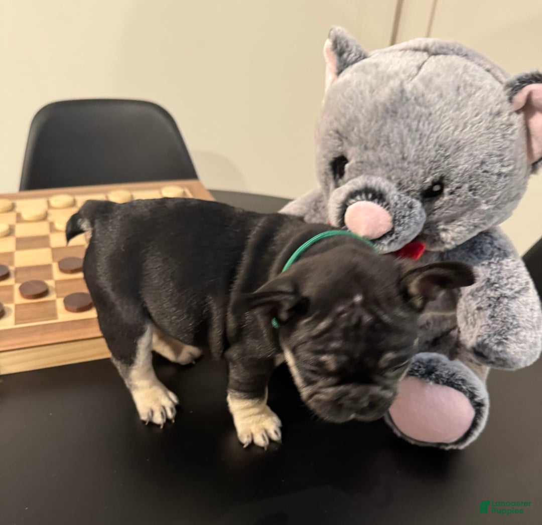 French Bulldog dogs for sale: Smokey - Image 3