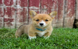 Welsh Corgi Pembroke dogs for sale: Blair - Image 1