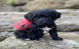 Portuguese Water Dog dogs for sale: Luna - Image 7