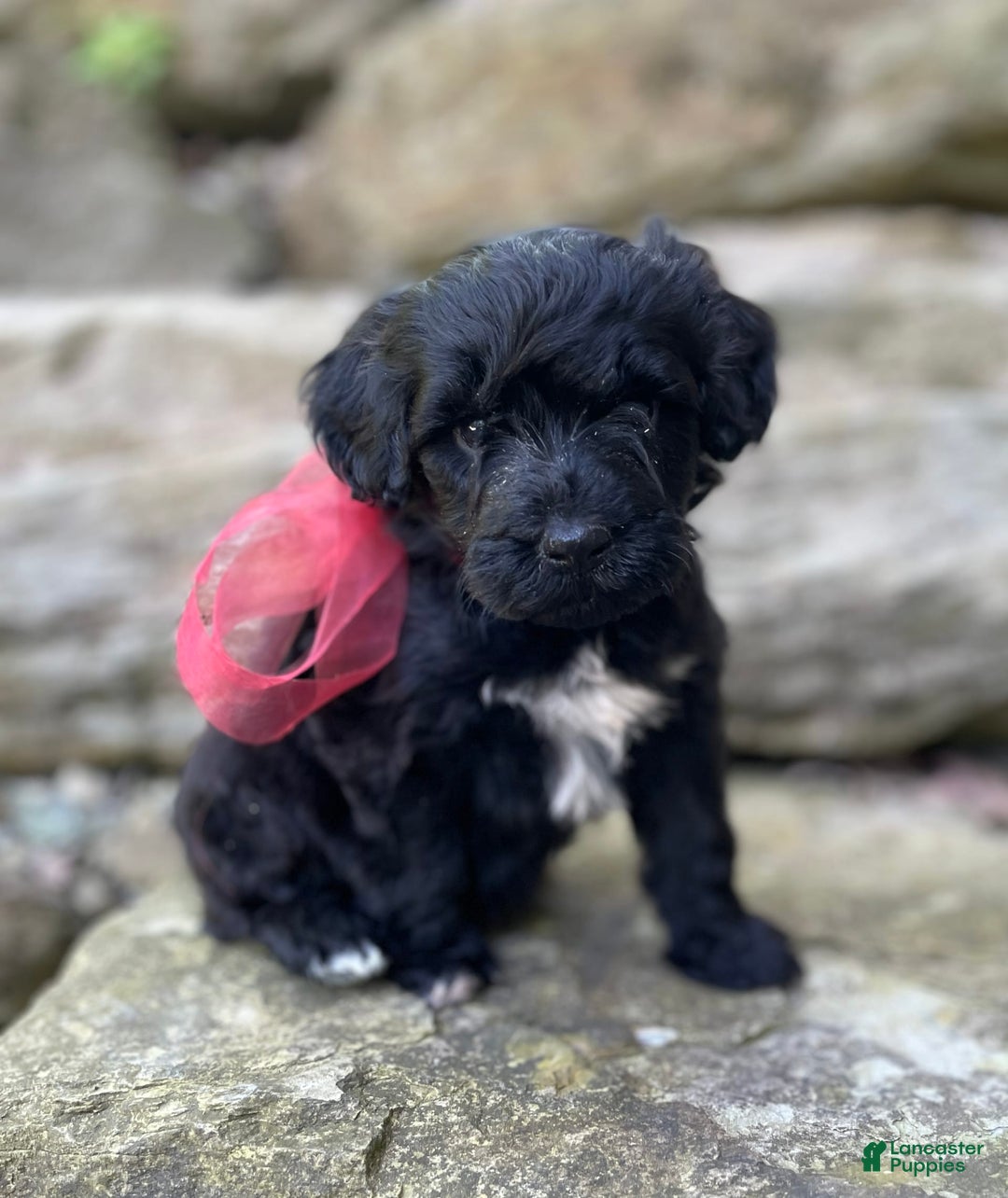 Portuguese Water Dog dogs for sale: Luna - Image 7