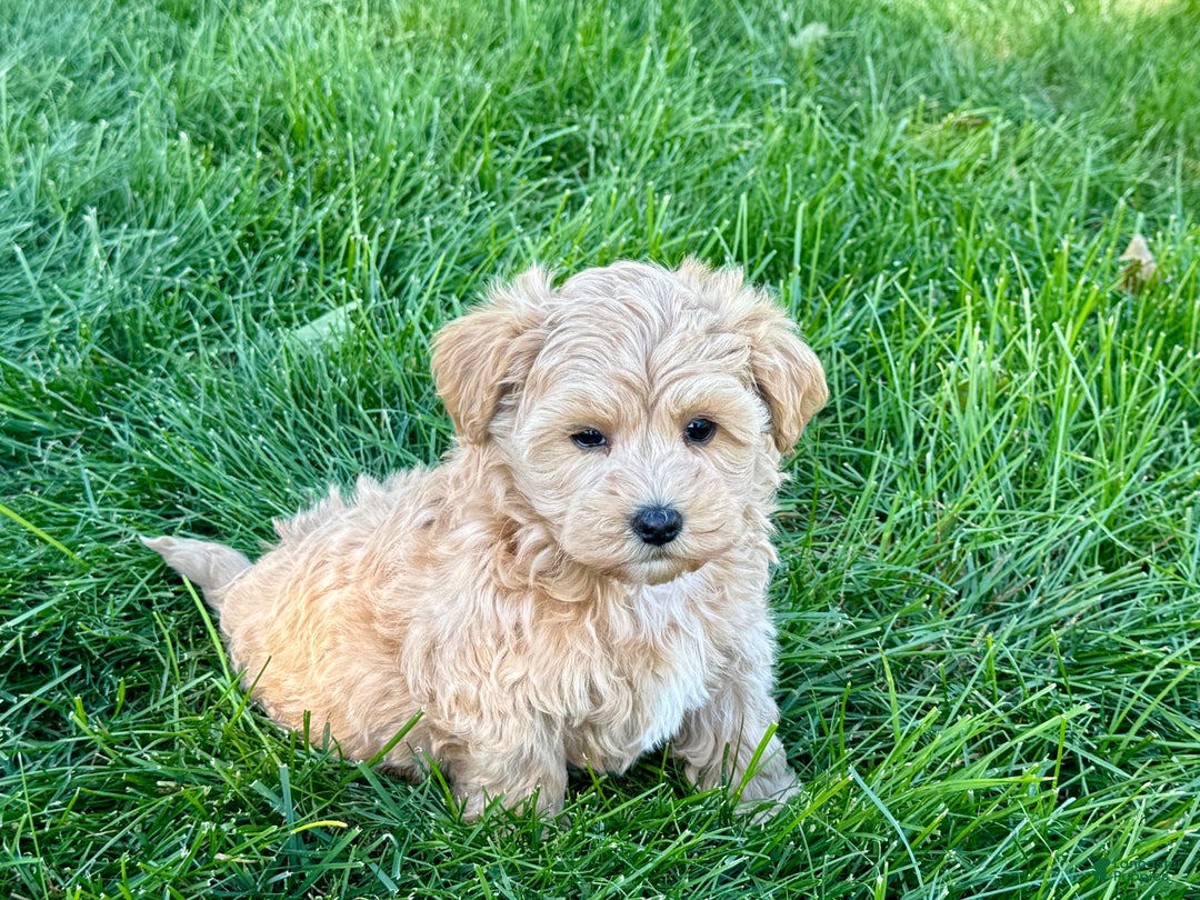 Maltipoo dogs for sale: Solomon - Image 5
