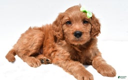 Mini Goldendoodle dogs for sale: Timmy - Image 1