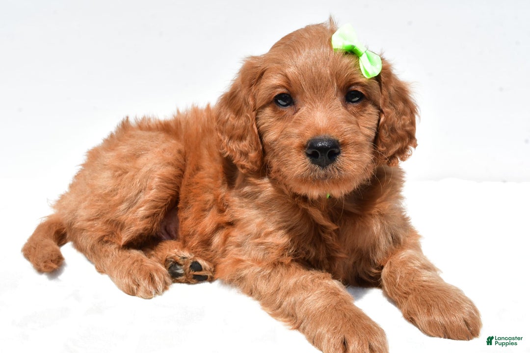 Mini Goldendoodle dogs for sale: Timmy - Image 1