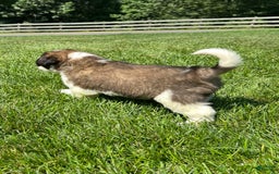 Saint Bernard dogs for sale: Bea - Image 2