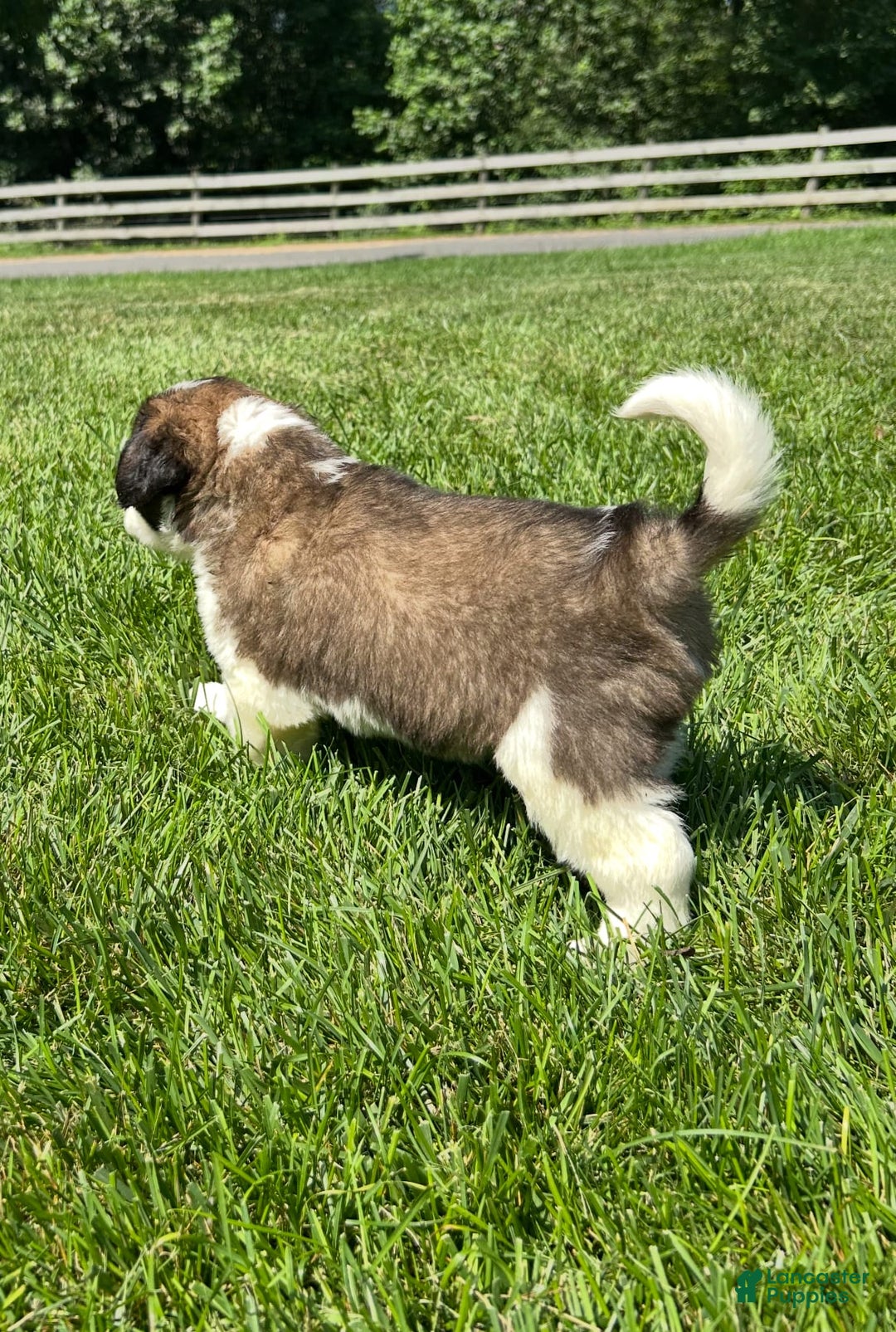 Saint Bernard dogs for sale: Bea - Image 2