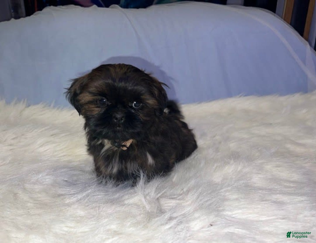 Shih Tzu dogs for sale: June Bug Brown - Image 5