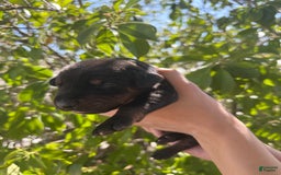 Doberman Pinscher dogs for sale: Black Collar - Image 6