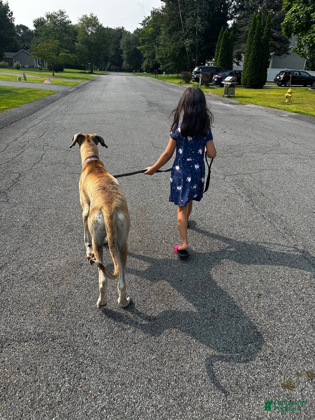 Great Dane dogs for sale: Daisy - Image 4