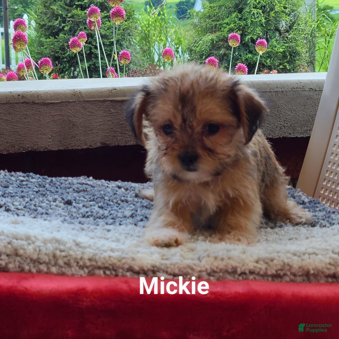 Shorkie dogs for sale: Mickie - Image 4