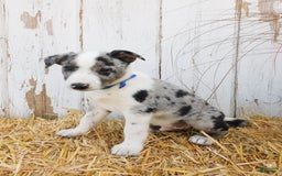 Australian Cattle Dog dogs for sale: Rambo - Image 6