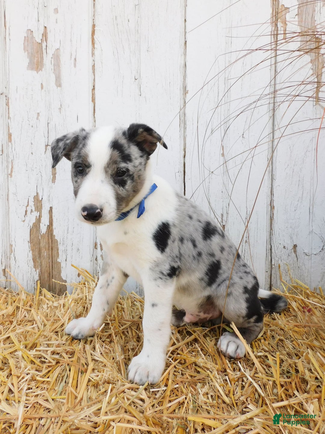 Australian Cattle Dog dogs for sale: Rambo - Image 6