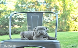 Cane Corso dogs for sale: Asia - Image 5