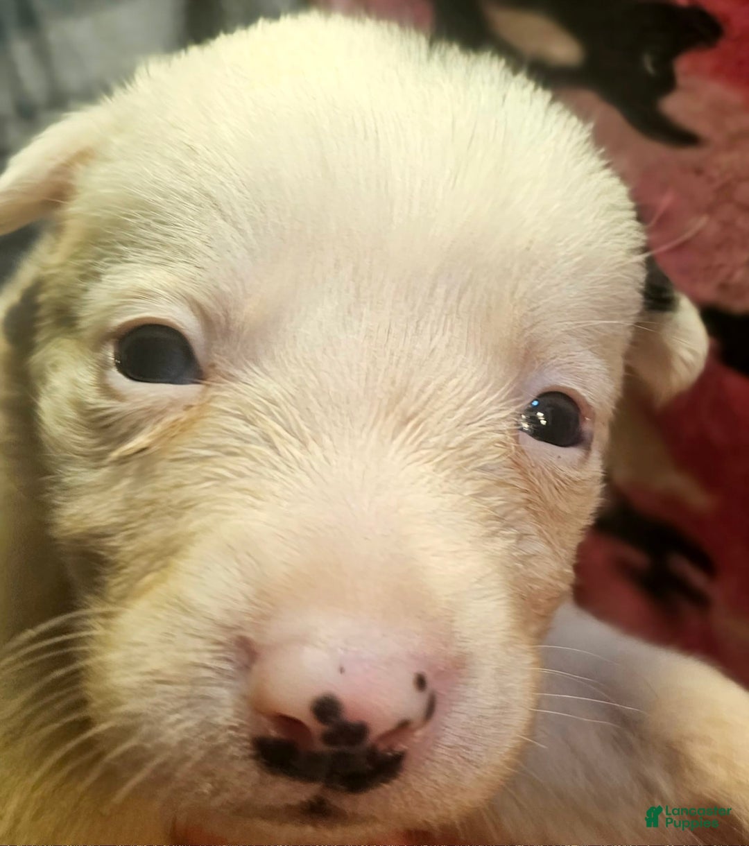Border Collie dogs for sale: Ego - Image 3