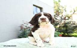 English Springer Spaniel dogs for sale: Buckwheat - Image 3