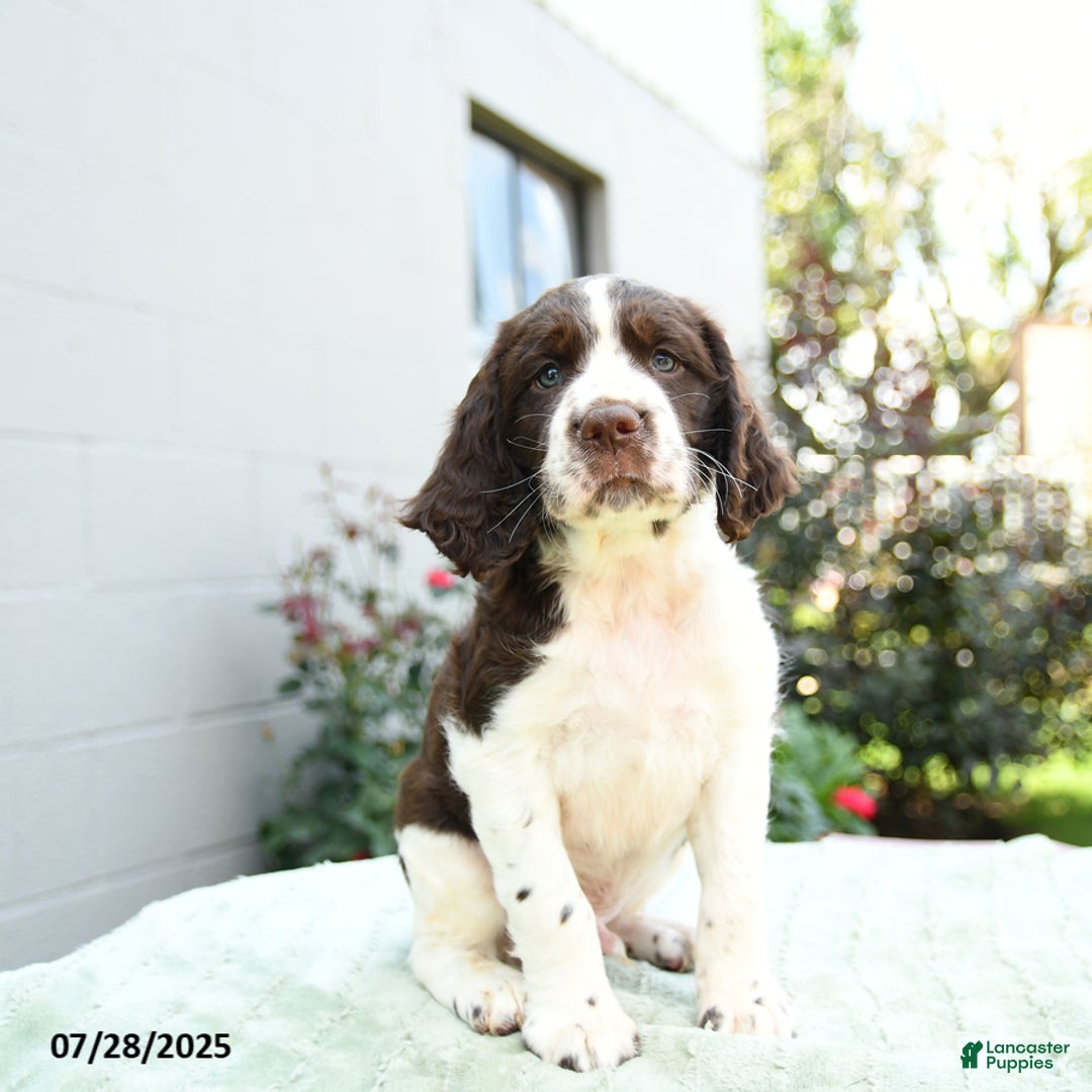 English Springer Spaniel dogs for sale: Buckwheat - Image 3