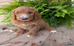 Goldendoodle dogs for sale: Asher - Image 9