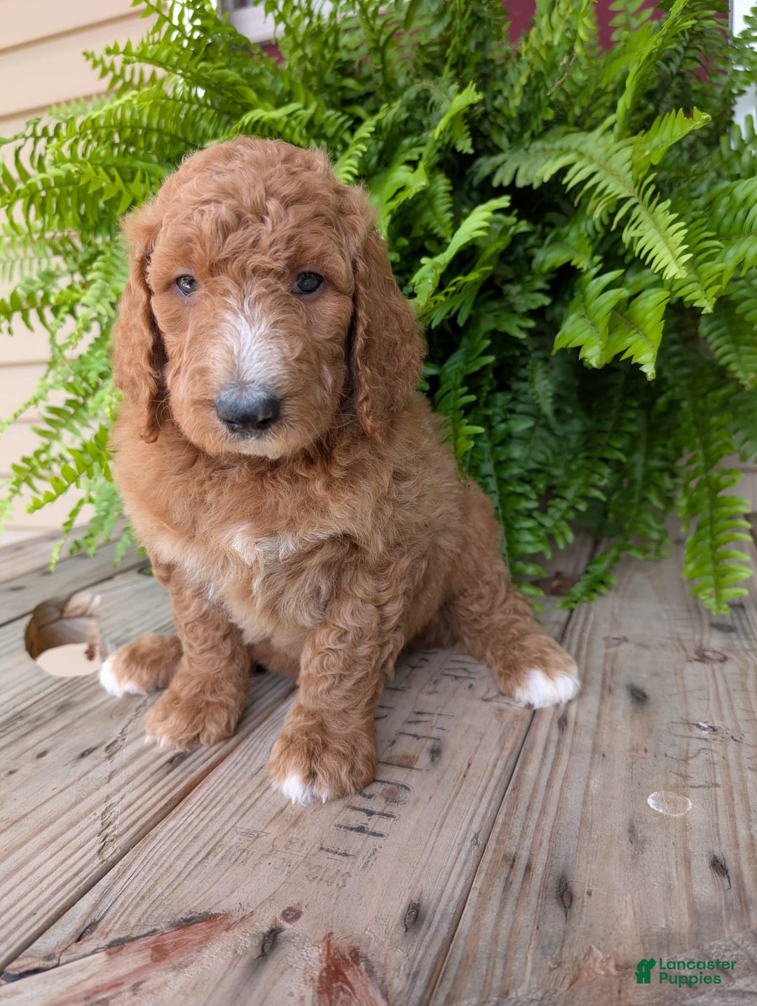Goldendoodle dogs for sale: Asher - Image 9