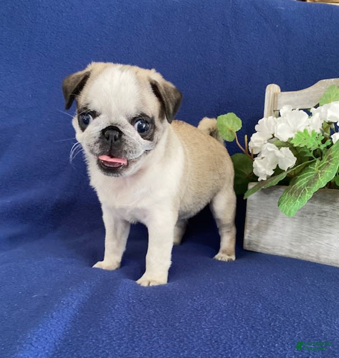 Pug dogs for sale: Delbert - Image 3