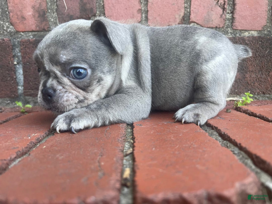 French Bulldog dogs for sale: Luna - Image 46