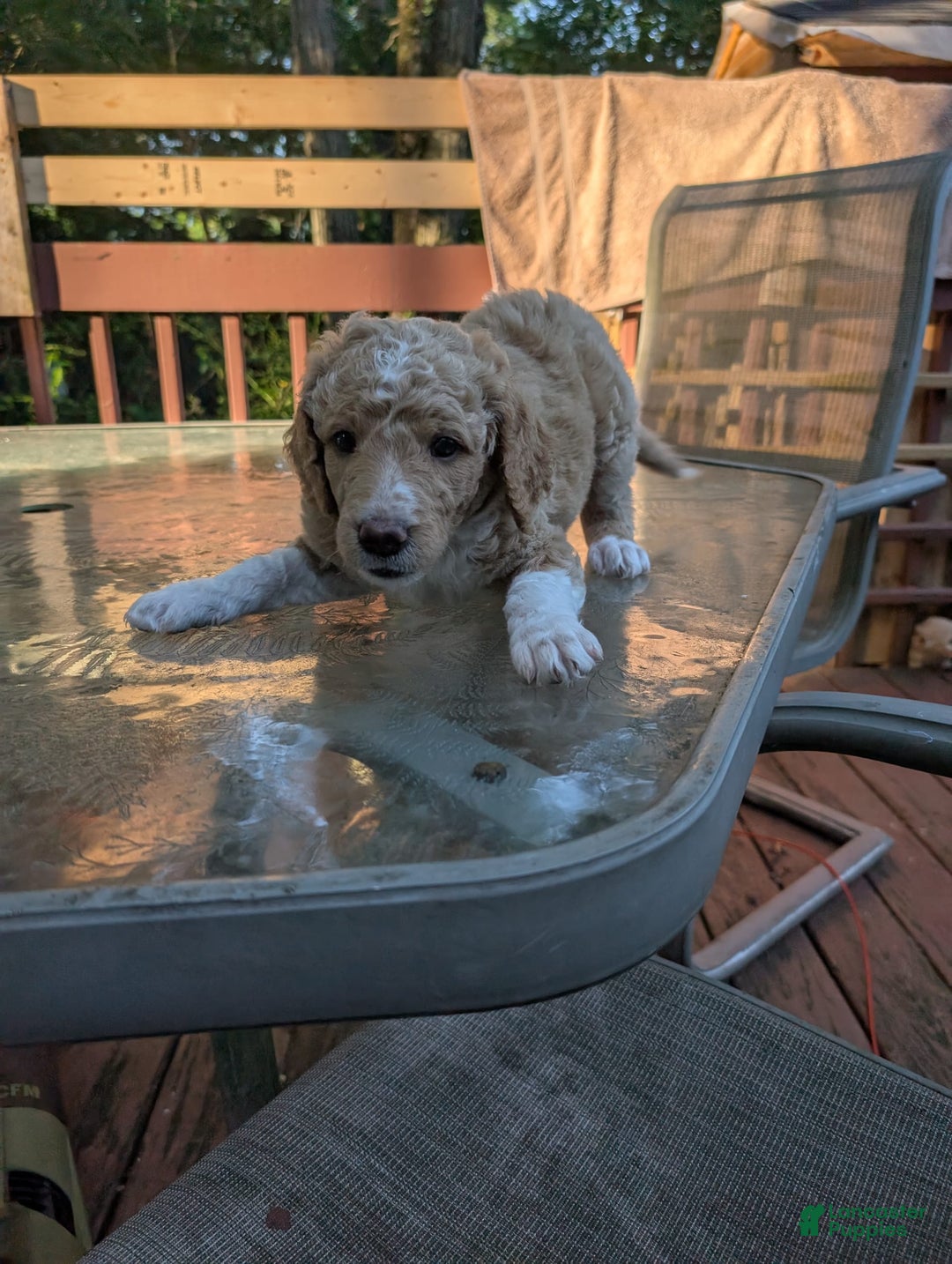 Goldendoodle dogs for sale: Jason - Image 2