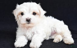 Maltese dogs for sale: River - Image 2