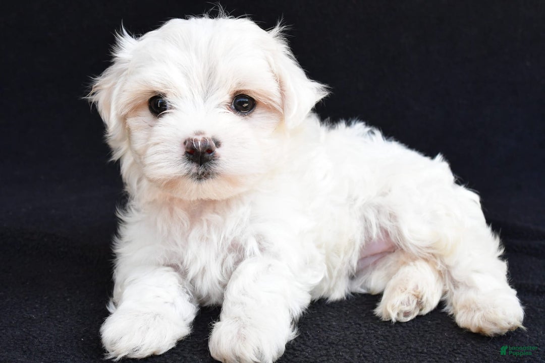 Maltese dogs for sale: River - Image 2