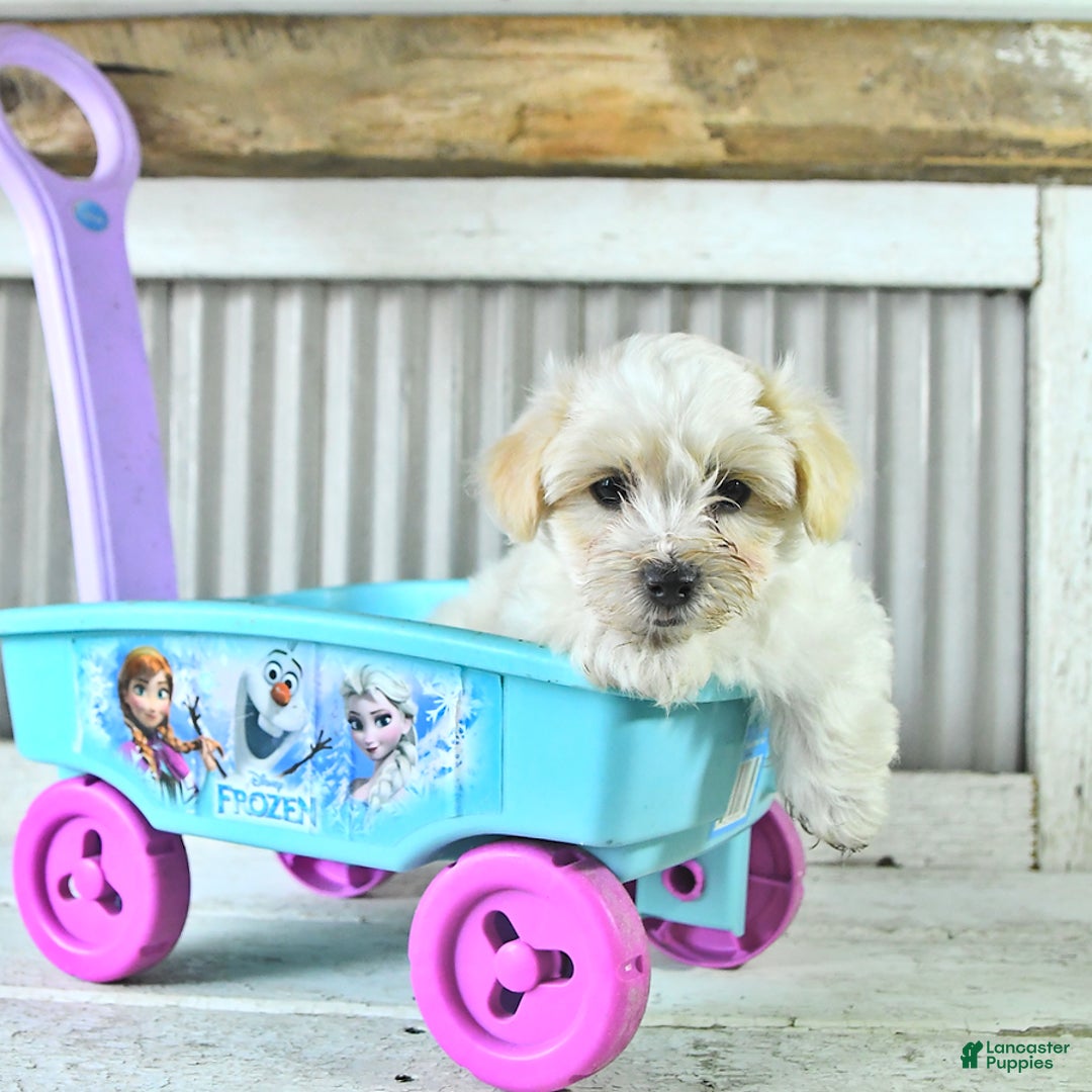 Maltipoo dogs for sale: Mason - Image 2