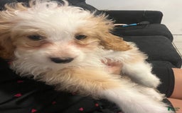 Mini Bernedoodle dogs for sale: Luna - Image 5