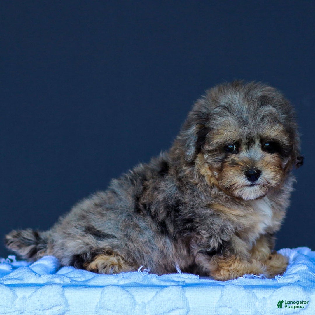 Toy Poodle dogs for sale: Latte - Image 1