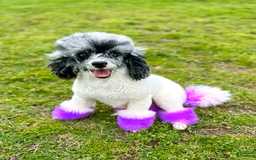 Miniature Poodle dogs for sale: Isla - Image 4