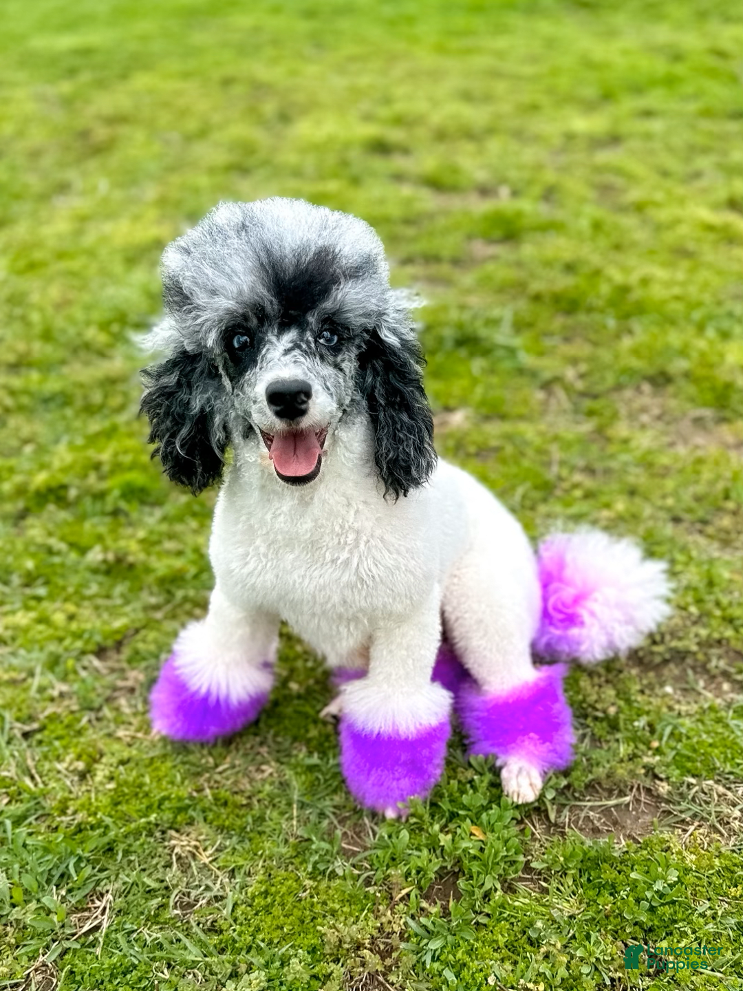 Miniature Poodle dogs for sale: Isla - Image 4