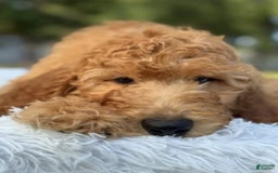 Goldendoodle dogs for sale: Bingo - Image 3