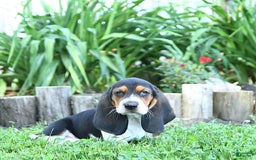 Basset Hound dogs for sale: Shanda - Image 10